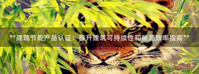 e尊国际-e尊国际官网