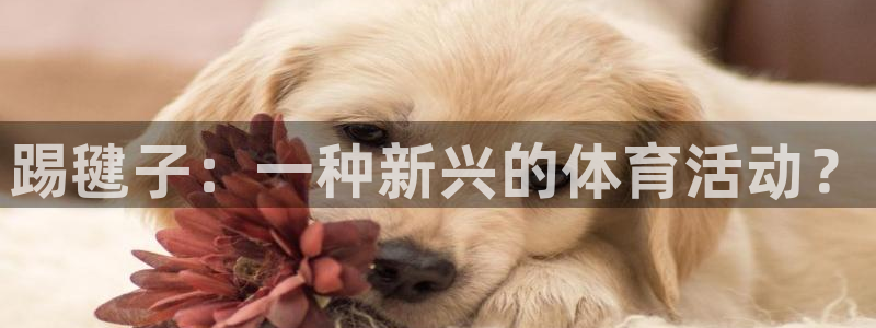 球速体育