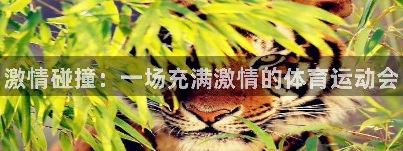 球速体育