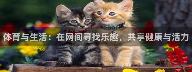 球速体育